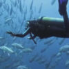 Dive the Jolanda Reef Site